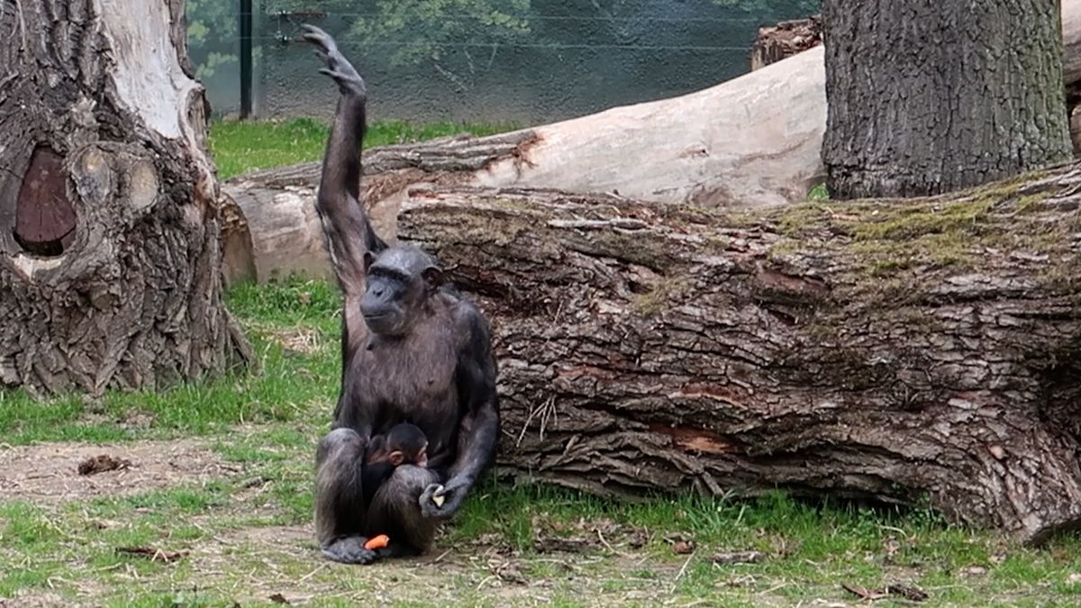 Šimpanzí klučina z plzeňské zoo už má jméno